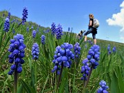 03 Distesa di Muscari (Muscari...) piuttosto appartati in un prato sul versante nord 